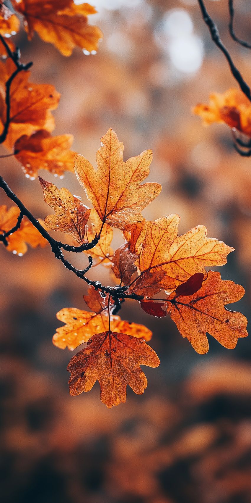 Fond d'écran mobile automne wallpaper smartphone 2