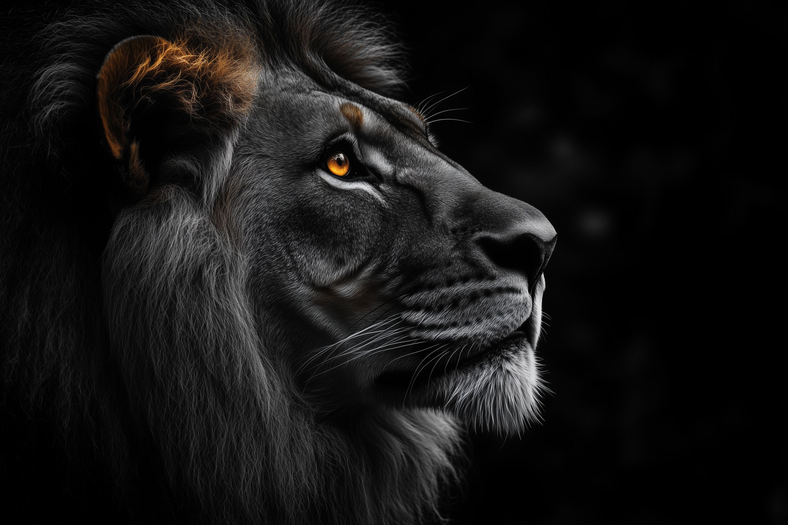 lion fond d ecran wallpaper desktop 2