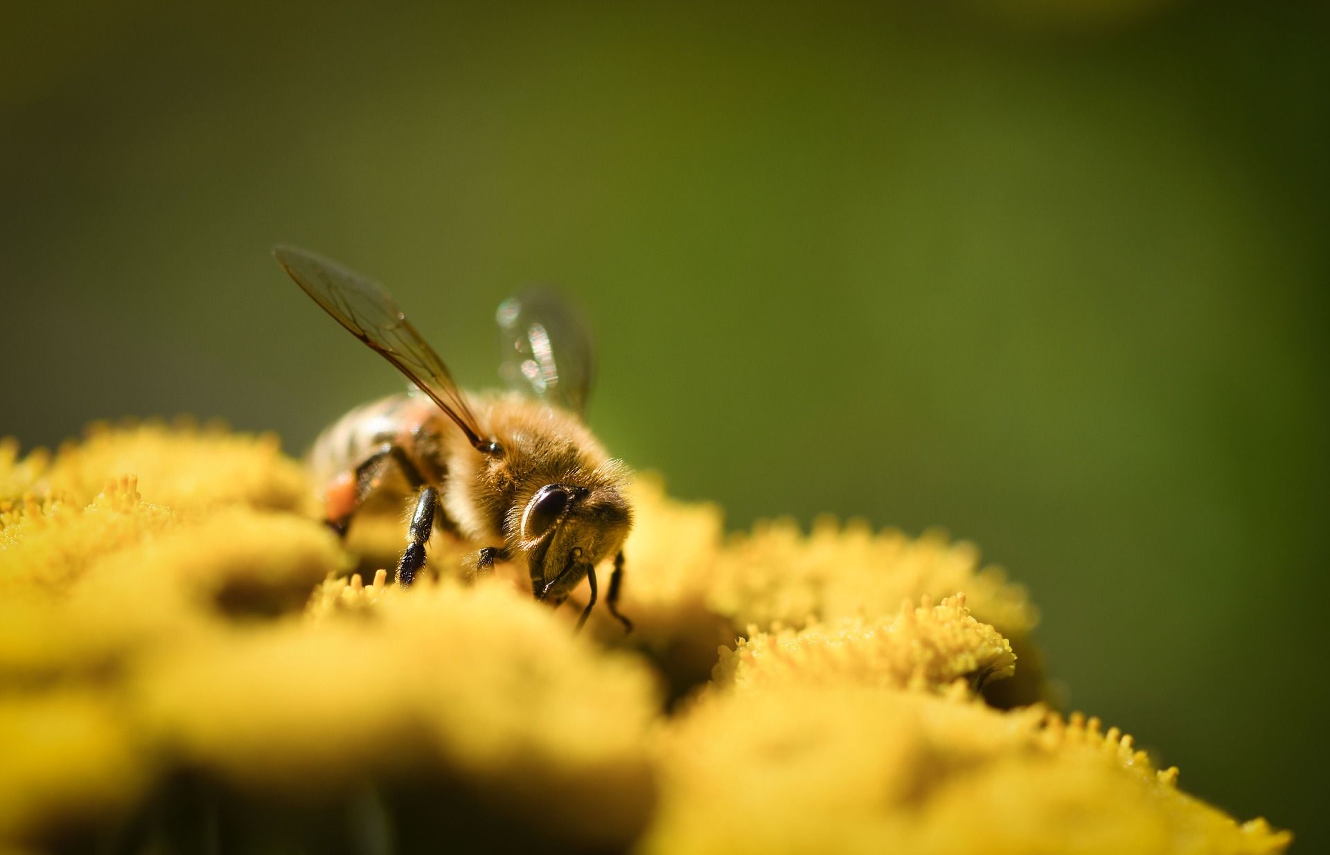 Abeille fond d'écran wallpaper desktop 6