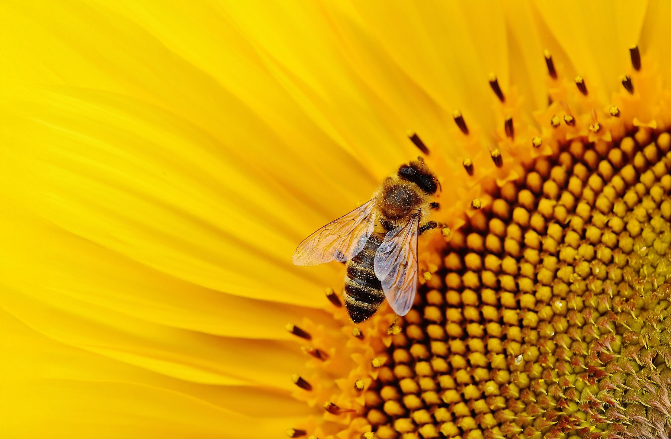 Fond-d'écran-abeille-desktop-wallpaper-3