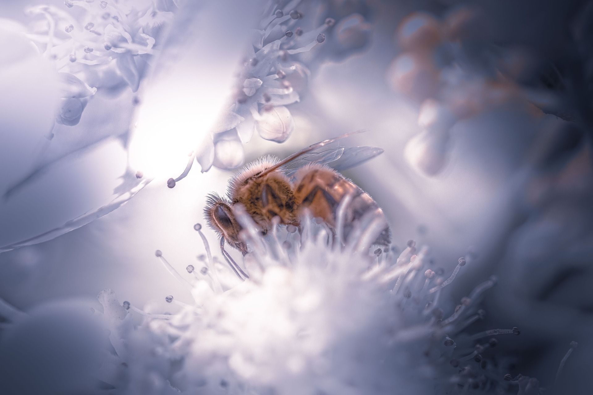 fond d ecran abeille desktop wallpaper 1