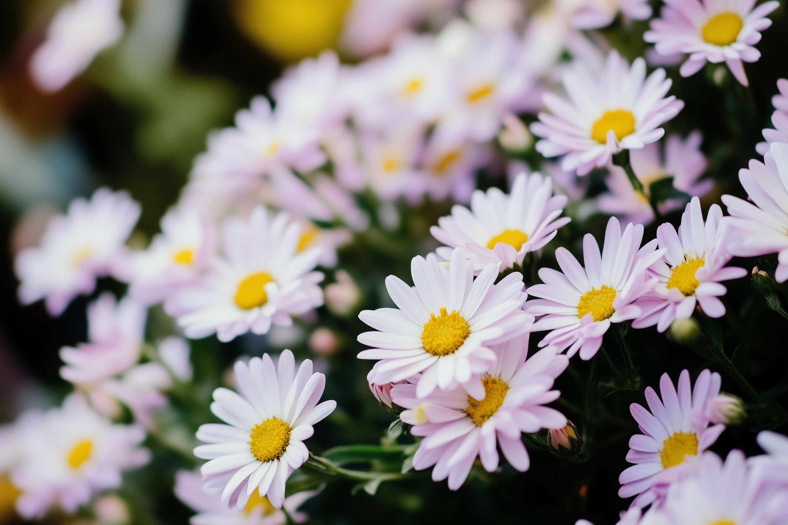 Fleurs fond d'écran wallpaper 033