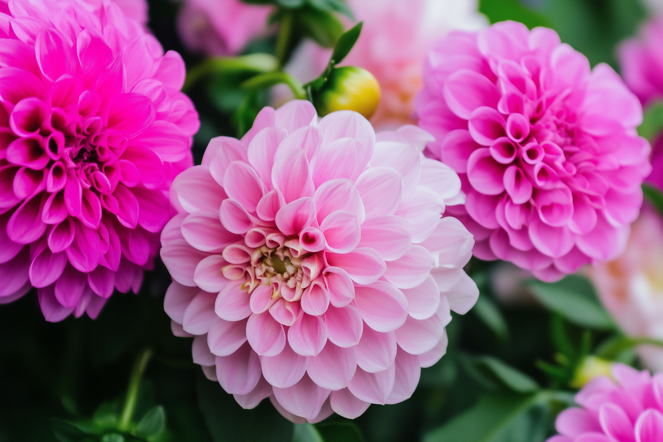 fleurs fond ecran wallpaper 034