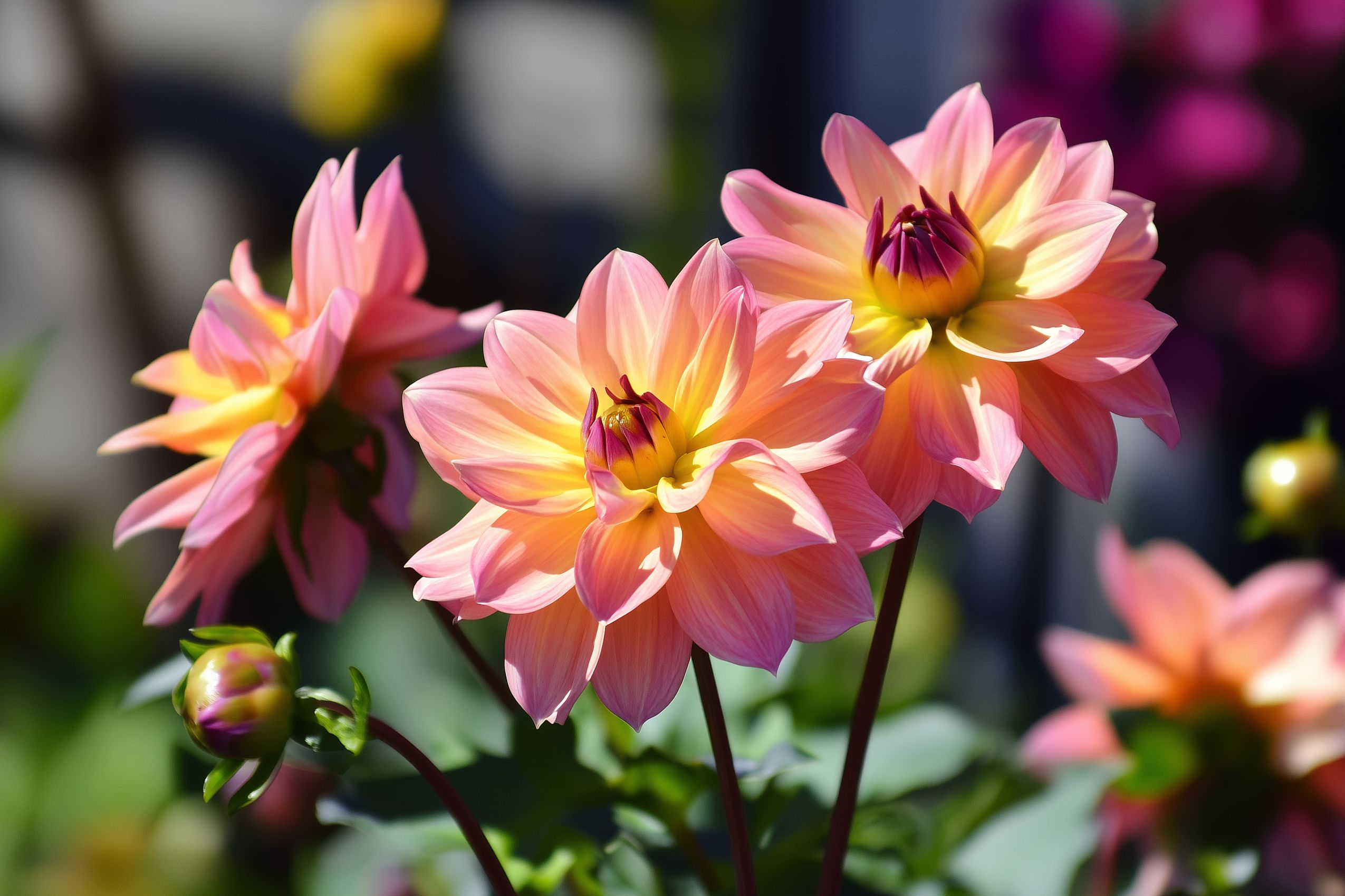 Fleurs fond d'écran wallpaper 035